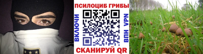 хочу   Фёдоровский  Псилоцибиновые грибы Psilocybine cubensis 
